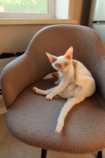 Tangerin asmr leaked private photo uncensored HD quality